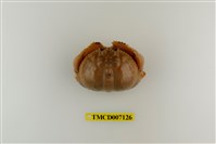 藏品(卷折饅頭蟹)的圖片